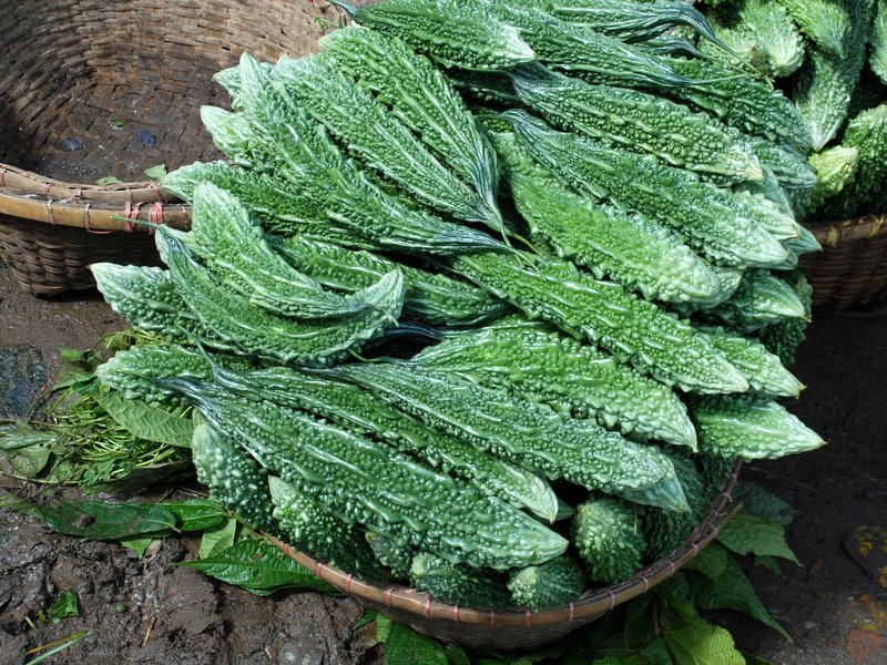 BITTER GOURD F1 2016