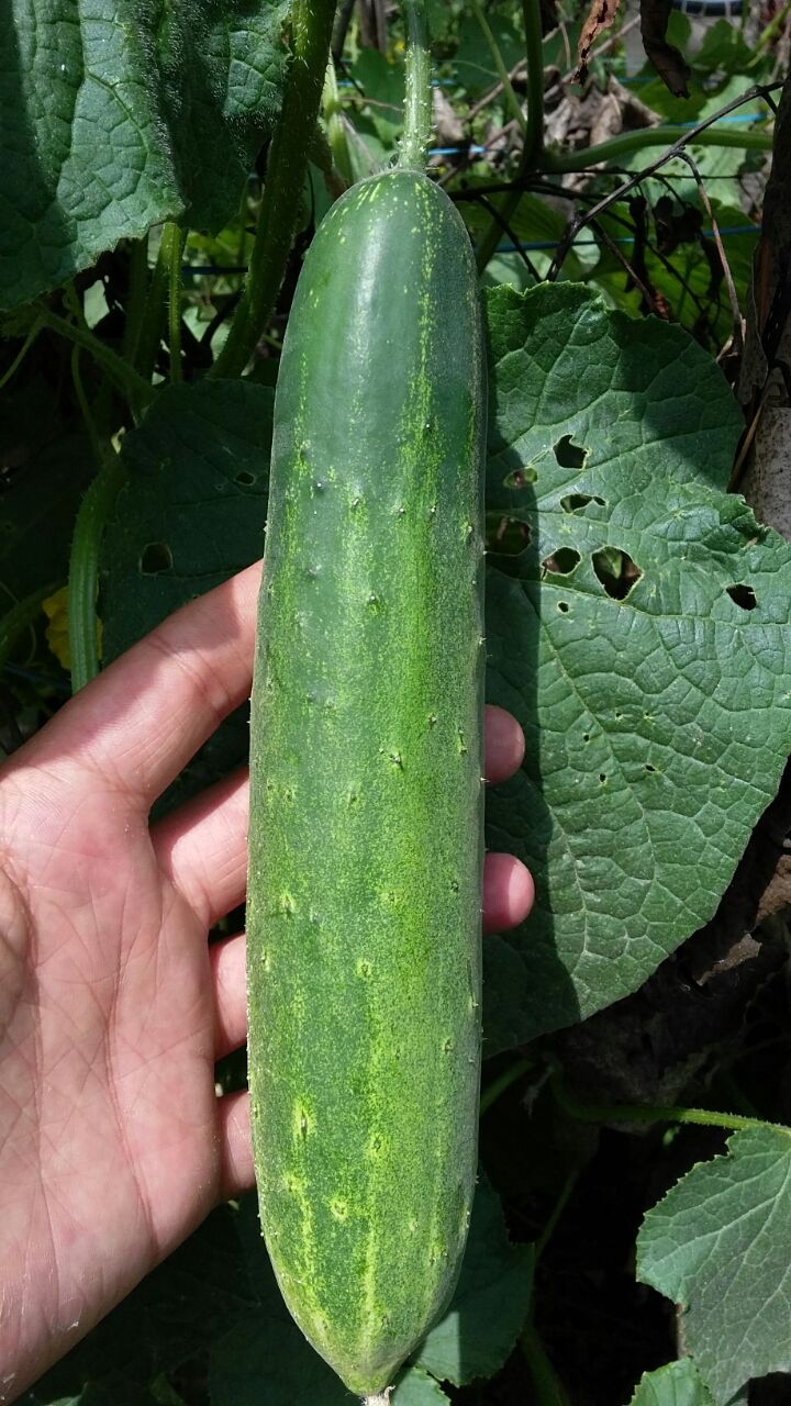 CACUMBER SAMAG MUSKAN F1