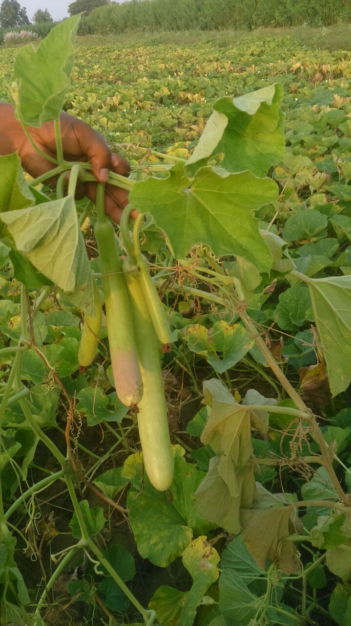 BOTTLE GOURD SAMAG VARDH F1 FRUITING IN UTTAR PARDESH