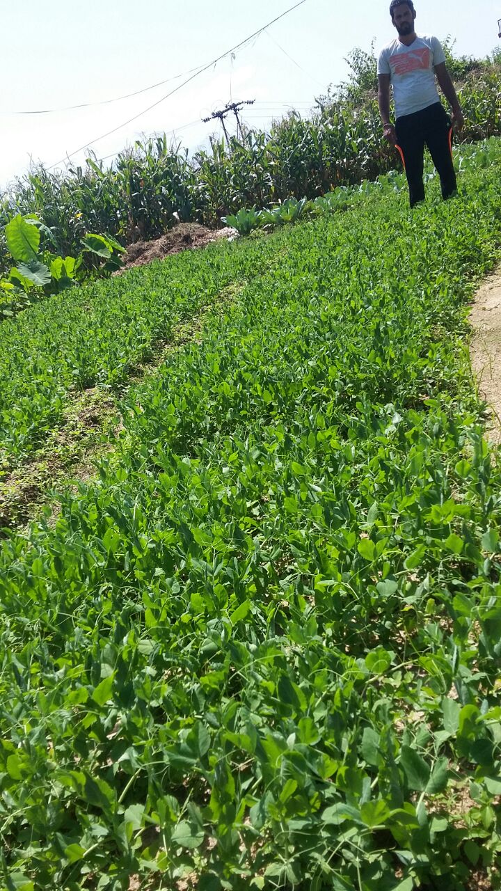 PEAS SAMAG 10 RESULTS IN HIMACHAL PARDESH