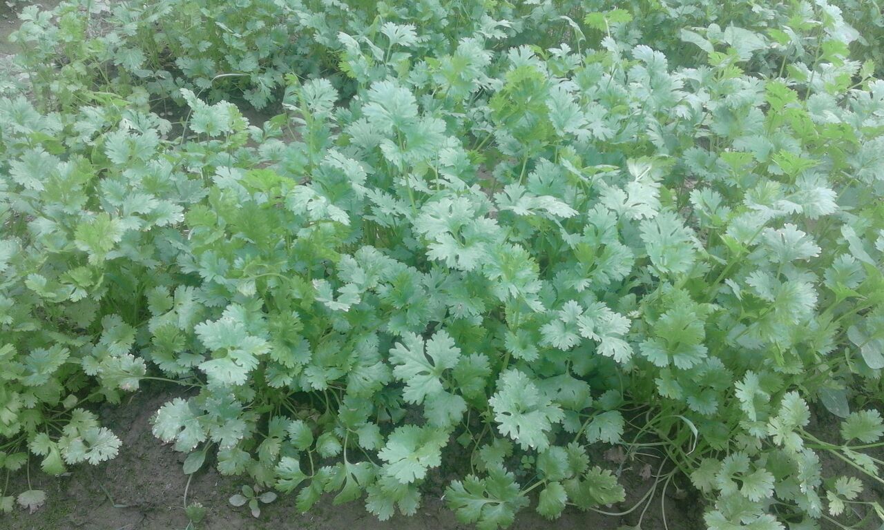 CORIANDER SAMAG GREEN IMP. GERMINATION 96%