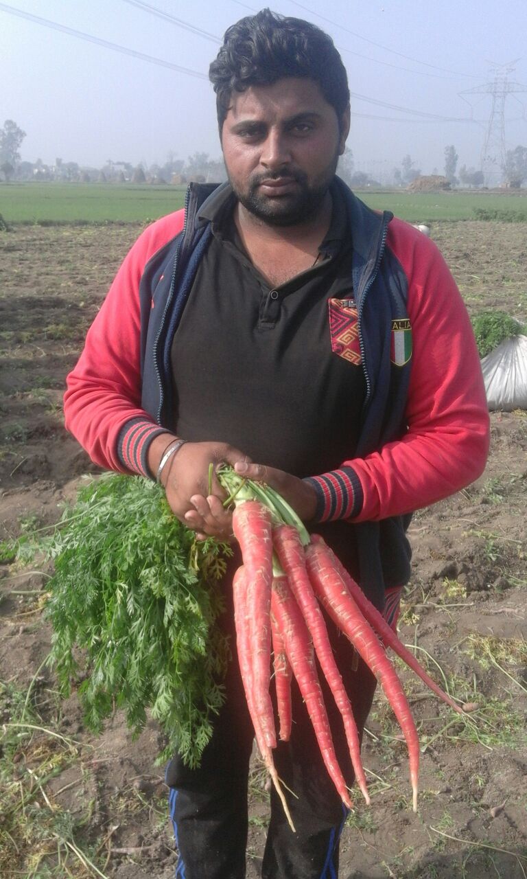 CARROT SAMAG DESI RED