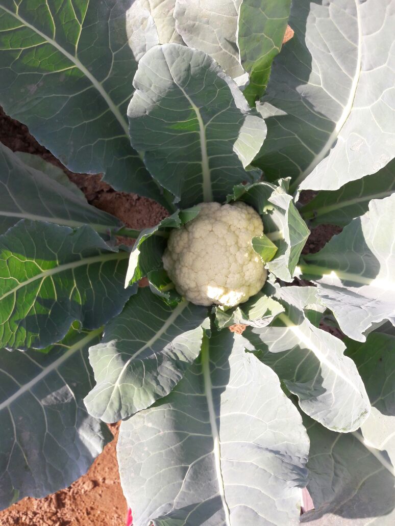 CAULIFLOWER SAMAG 77 F1 (READY TO BOOM IN MARKET)