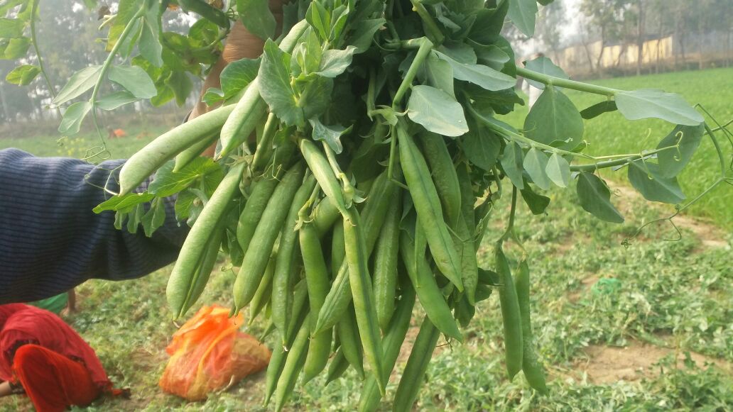 PEAS SAMAG 10 RESLUTS IN VILLAGE CHHARRA (DISTT. ALIGARH) U.P.