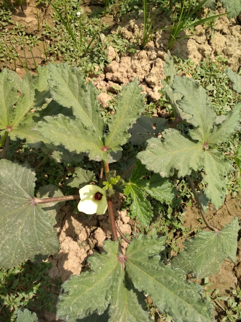 BHINDI FIELD IN NALWI VILLAGE 2018