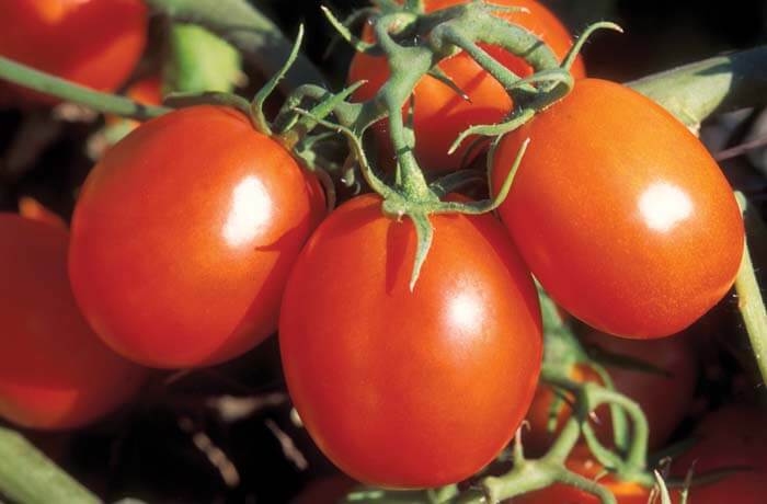 TOMATO SAMAG 2535 F1