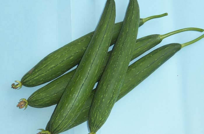 SPONG GOURD SAMAG CHETNA F1