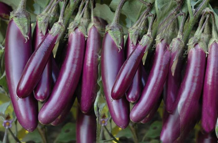 BRINJAL SAMAG QYAMAT F1